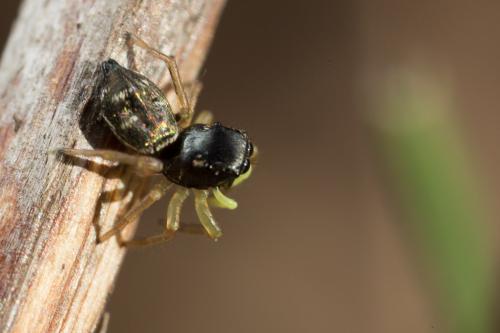 Heliophanus cupreus